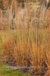 Molinia arundinacea 'Cordoba' | Pijpestrootje, Pijpenstrootje