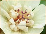 Malva 'Park Allee' | Vaste stokroos, Stokroos | Ausdauernde Stockrose