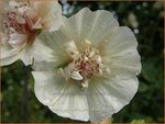 Malva 'Park Allee' | Vaste stokroos, Stokroos | Ausdauernde Stockrose