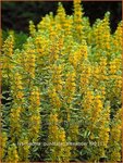 Lysimachia punctata 'Alexander' | Puntwederik, Wederik