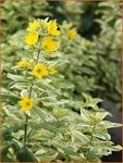 Lysimachia punctata 'Alexander' | Puntwederik, Wederik