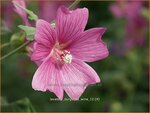 Lavatera 'Burgundy Wine' | Malva, Struikmalva