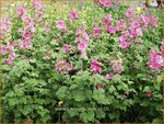Lavatera 'Burgundy Wine' | Malva, Struikmalva