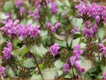 Lamium maculatum 'Beacon Silver' | Dovenetel