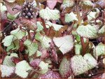 Lamium maculatum 'Beacon Silver' | Dovenetel