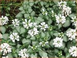 Lamium maculatum 'White Nancy' | Gevlekte dovenetel, Dovenetel | Gefleckte Taubnessel
