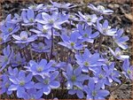 Hepatica nobilis | Leverbloempje