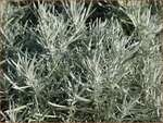 Helichrysum italicum | Kerrieplant, Strobloem