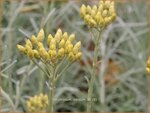 Helichrysum italicum | Kerrieplant, Strobloem