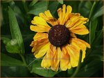 Helenium 'Wyndley' | Zonnekruid