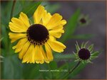 Helenium 'Wyndley' | Zonnekruid