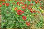 Helenium 'Rubinzwerg' | Zonnekruid | Sonnenbraut