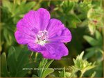 Geranium sanguineum 'New Hampshire Purple' | Ooievaarsbek