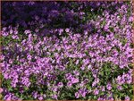 Geranium 'Sirak' | Ooievaarsbek