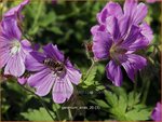 Geranium 'Sirak' | Ooievaarsbek