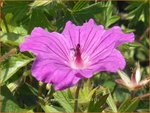 Geranium sanguineum 'Tiny Monster' | Ooievaarsbek