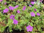 Geranium sanguineum 'Tiny Monster' | Ooievaarsbek