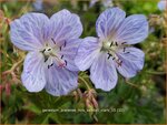 Geranium pratense 'Mrs Kendall Clark' | Beemdooievaarsbek, Ooievaarsbek, Tuingeranium