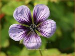 Geranium 'Salome' | Ooievaarsbek, Tuingeranium | Storchschnabel