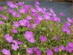 Geranium sanguineum 'Aviemore' | Ooievaarsbek
