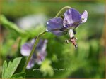 Geranium phaeum 'Lily Lovell' | Ooievaarsbek