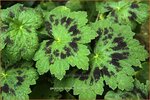 Geranium phaeum 'Samobor' | Ooievaarsbek