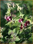 Geranium phaeum 'Samobor' | Ooievaarsbek