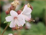 Geranium macrorrhizum 'Spessart' | Ooievaarsbek