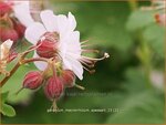 Geranium macrorrhizum 'Spessart' | Ooievaarsbek