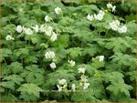 Geranium macrorrhizum 'White Ness' | Ooievaarsbek