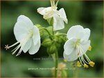 Geranium macrorrhizum 'White Ness' | Ooievaarsbek