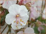 Geranium cantabrigiense 'Saint Ola' | Ooievaarsbek