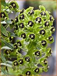 Euphorbia characias 'Black Pearl' | Wolfsmelk