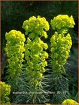 Euphorbia characias wulfenii | Wolfsmelk