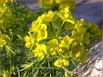 Euphorbia cyparissias | Wolfsmelk, Cipreswolfsmelk