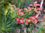 Euphorbia cyparissias | Wolfsmelk, Cipreswolfsmelk