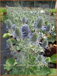 Eryngium planum 'Blauer Zwerg' | Blauwe distel, Framboosdistel, Kruisdistel | Flachbl&auml;ttriger Mannstreu
