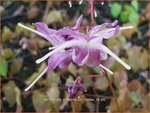 Epimedium grandiflorum 'Lilafee' | Elfenbloem | Gro&szlig;bl&uuml;tige Elfenblume