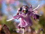 Epimedium grandiflorum 'Lilafee' | Elfenbloem | Gro&szlig;bl&uuml;tige Elfenblume