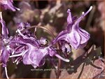 Epimedium grandiflorum 'Lilafee' | Elfenbloem | Gro&szlig;bl&uuml;tige Elfenblume
