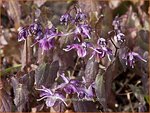 Epimedium grandiflorum 'Lilafee' | Elfenbloem | Gro&szlig;bl&uuml;tige Elfenblume