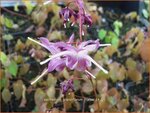 Epimedium grandiflorum 'Lilafee' | Elfenbloem | Gro&szlig;bl&uuml;tige Elfenblume