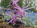 Epimedium grandiflorum 'Lilafee' | Elfenbloem | Gro&szlig;bl&uuml;tige Elfenblume