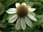 Echinacea purpurea 'Powwow White' | Zonnehoed