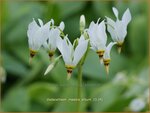 Dodecatheon meadia 'Album' | Twaalfgodenkruid