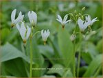 Dodecatheon meadia 'Album' | Twaalfgodenkruid