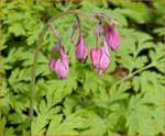 Dicentra formosa | Gebroken hartje, Tranend hartje