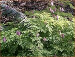 Dicentra formosa | Gebroken hartje, Tranend hartje