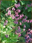 Dicentra formosa | Gebroken hartje, Tranend hartje