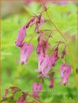Dicentra formosa | Gebroken hartje, Tranend hartje